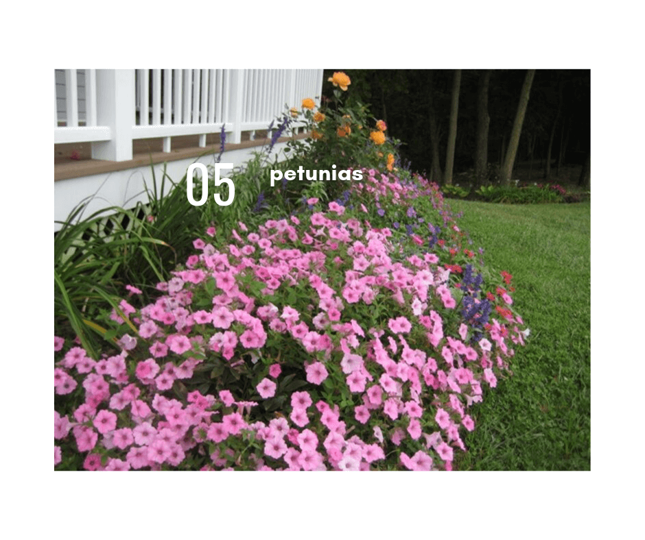 Petunias for seasonal color