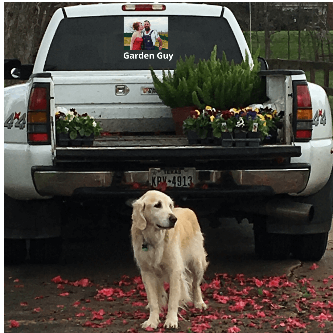 Golden Retreiver in Azalea Flowers with Truck