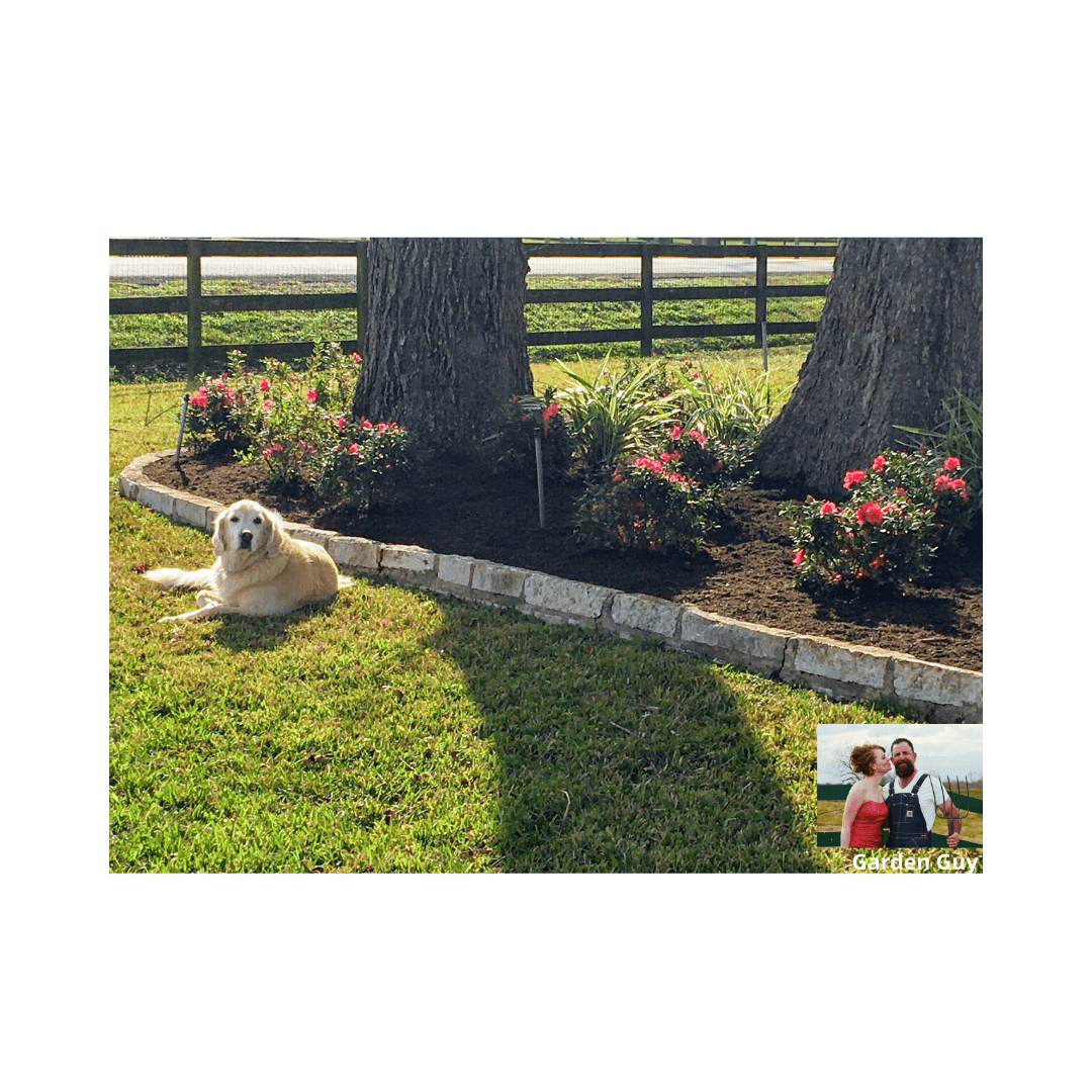 Golden Retriever in his new landscape