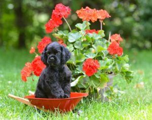 cute puppy in garden
