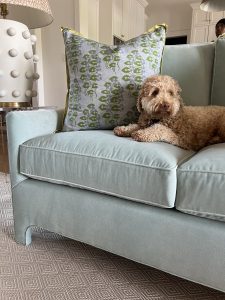 Molly the Golden Doodle chills on the pretty blue couch