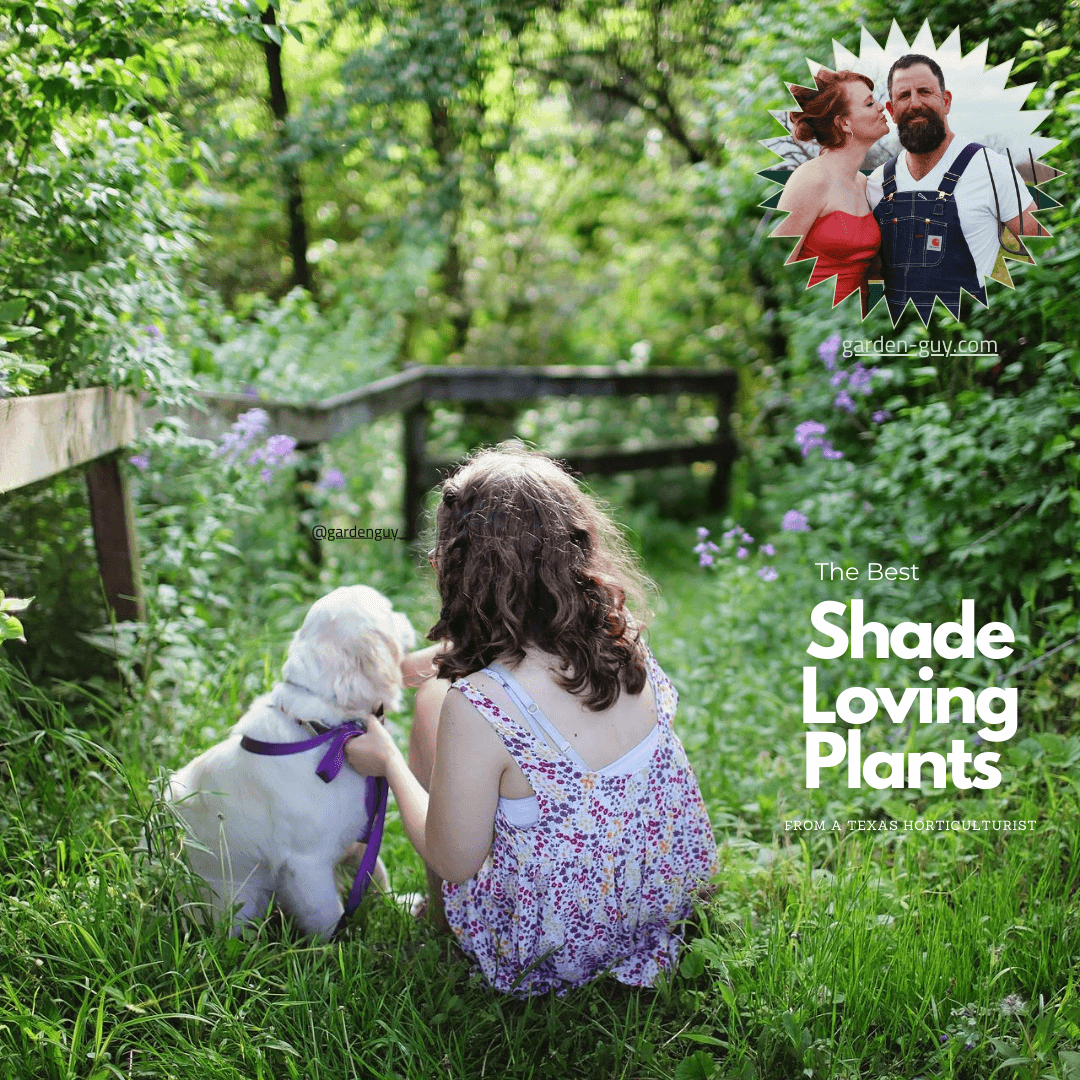 Shade loving plants (7)