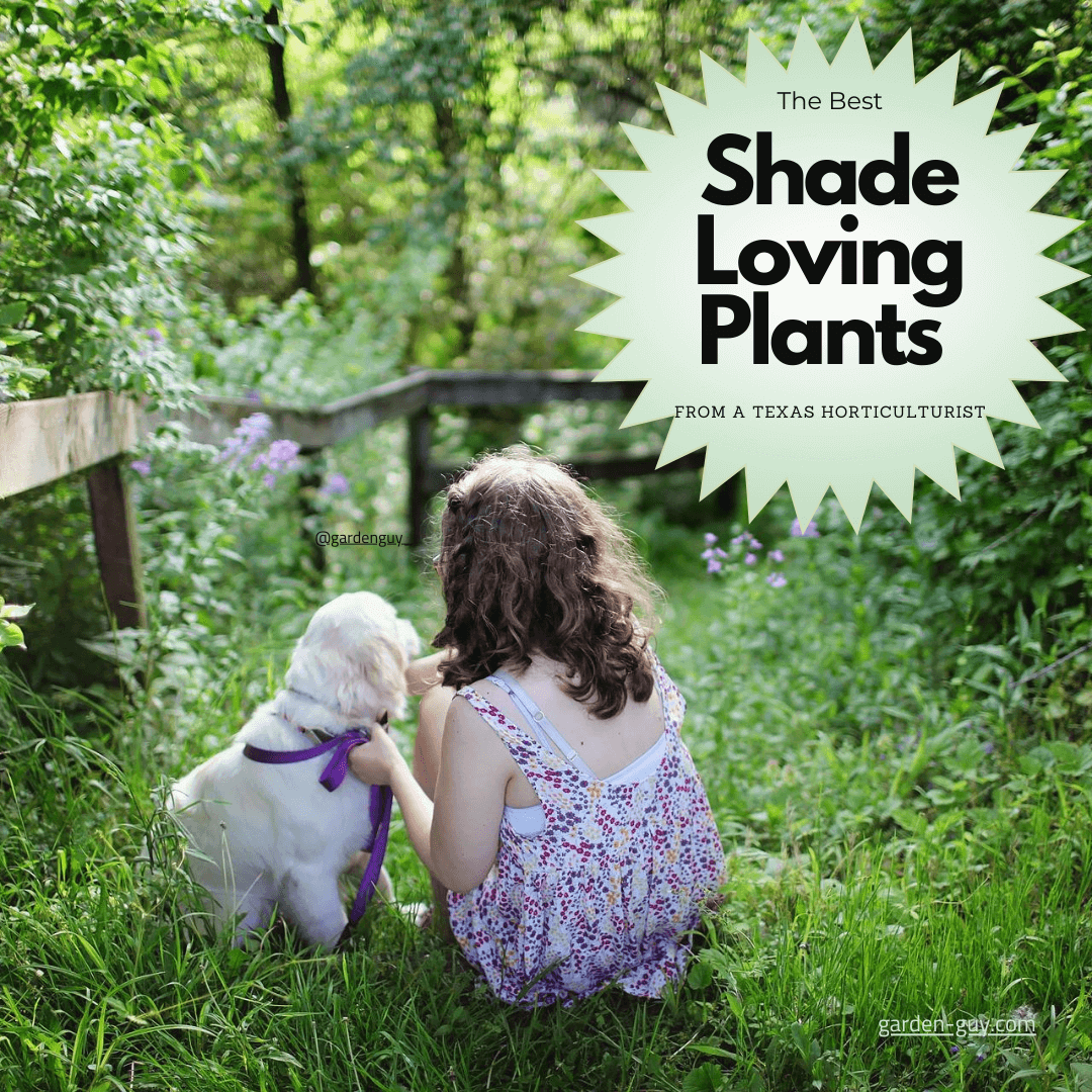 Shade loving plants