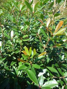 Cleyera requires full sunlight and partial shade and is suitable in Sugar Land for a border, hedge, screen, or foundation planting. It is a broadleaf evergreen shrub.