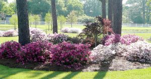 Everyone loves the gracious southern classic flower, azalea! Todd likes to plant this fast-growing dwarf azalea for its numerous, semi-double and single blooms in Sugar Land landscapes in spring, summer and fall. Encore Azaleas bloom best when given four to six hours of direct sunlight daily here in Sugar Land. 