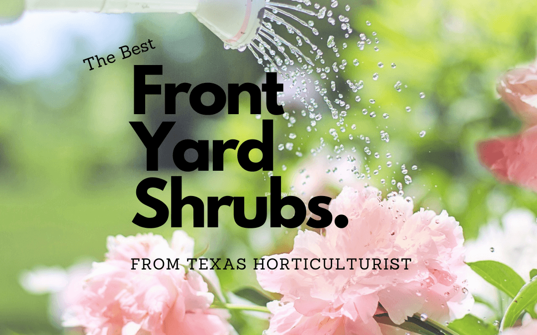 Front Yard Shrubs for Low-Maintenance Landscaping
