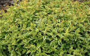 This lemon-lime colored shrub can be used when landscaping Sugar Land. It can be planted in the Sugar Land area throughout the year. Abelia easily attracts butterflies and is also a disease-resistant plant. Todd loves this outstanding accent shrub! It has bright variegated foliage that is yellow with green centers and it produces a heavy bloom of light pink flowers in summer and fall.