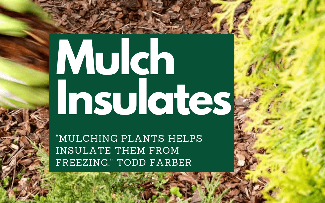 Did you know that mulch insulates your plants against cold? 