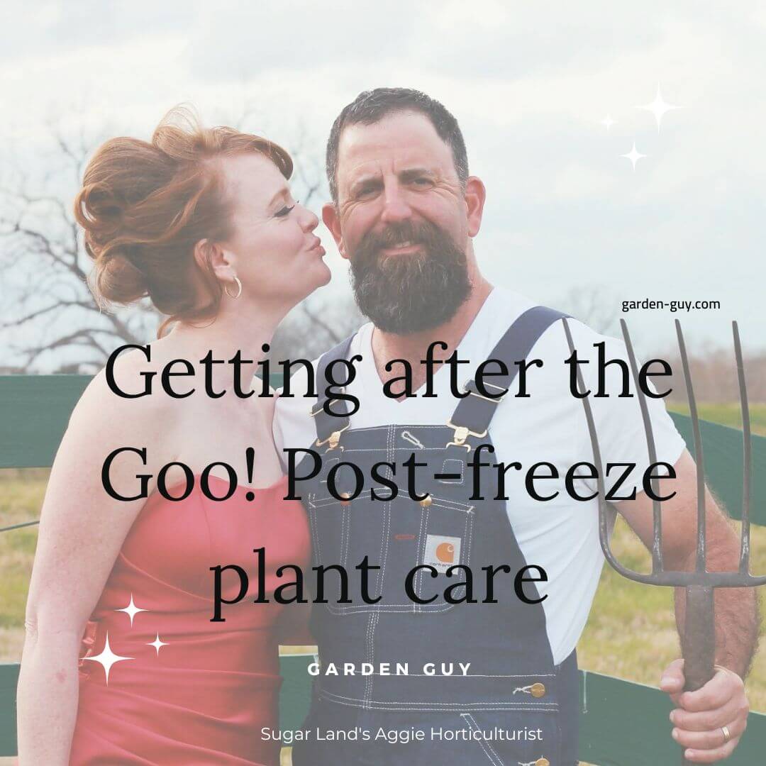 One Gooey Plants Now the the polar air is mostly behind us, it’s time to go outside and check those plants! There is a boatload of advice out there when you google “post freeze plant care” or “after freeze plant care.’ Let’s cut through all the noise out there and see the BEST post freeze tips for Houston and the Gulf Coast from Houston garden consultant and expert landscaper, Garden Guy. Oh, and he’s also an Aggie Horticulturist! Garden Guy Todd Farber, Aggie Hortculturist and owner of Sugar Land’s most successful landscaping company, along with his wife, Garden Gal, dish out just what you need to know to access your landscaping and plants post freeze right here. We left out thousands of tips and tricks and left out thousands of words too! What you get here is just what you need to know and nothing more. You’re welcome! Number one: Gooey! So you went out and you checked your plants and some them were gooey! What should you do? Hre’s out video that quickly explains what to do about gooey plants