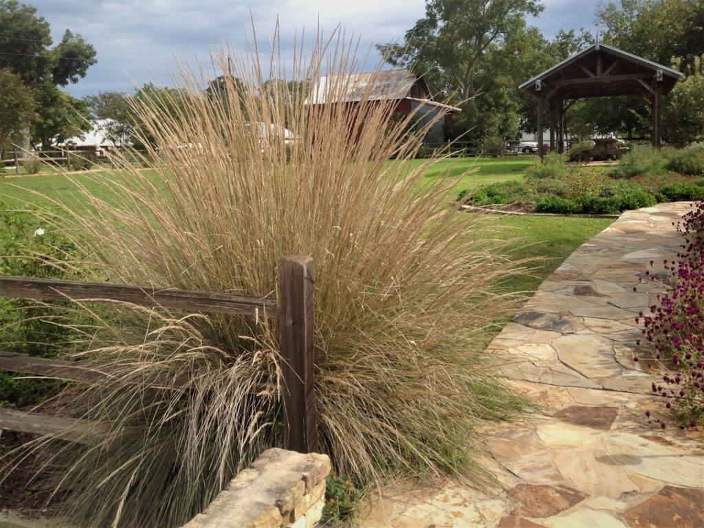 Meet the Texas Superstar! Lindheimer muhly is a clump-forming, tough, warm-season perennial grass native to Texas. The plant's rounded to-fountain-shaped canopy is composed of long-arching aqua to blue-green, strap-like, keeled leaves. The canopy is topped by 8- to 18-inch long narrow flower panicles that open with a hint of purple/red, turning silver/white to gray/white as they mature, and eventually light brown or gray/brown as seeds ripen from summer to fall.