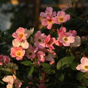 The Knock Out® Family of Roses are easy to grow and don't require special care. Plant them individually among shrubs, annuals and perennials in mixed beds and borders. Plant them in large groups to create a colorful hedge or along a foundation to provide a bright border.